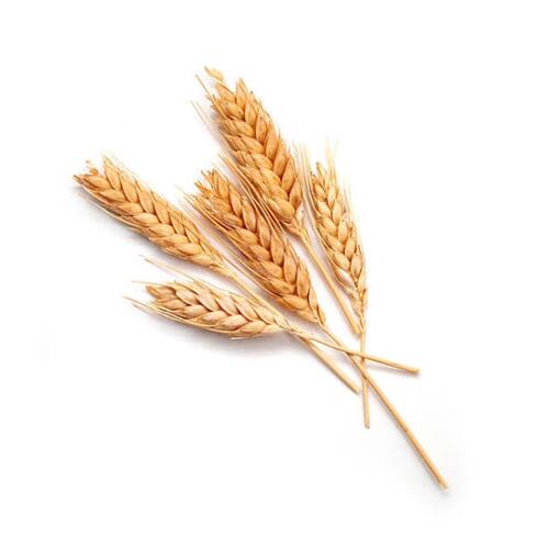 Originally Grown and Gluten Free Indian Milling Organic Wheat Grains