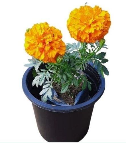 15.3 Centimeter Fresh Marigold Plant For Outdoor