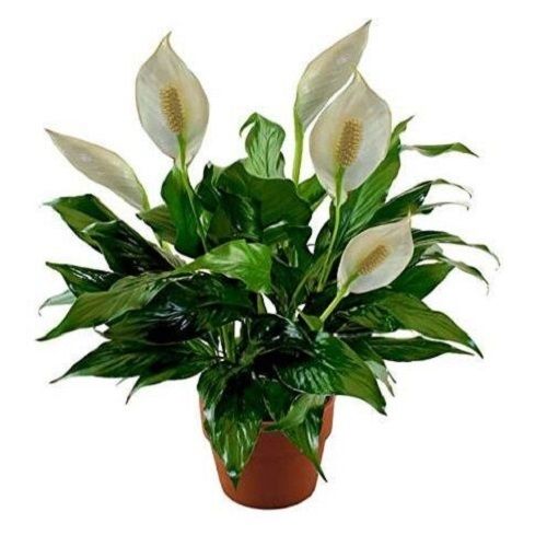 Green 18 Centimeter Fresh Lily Flower Outdoor Plant