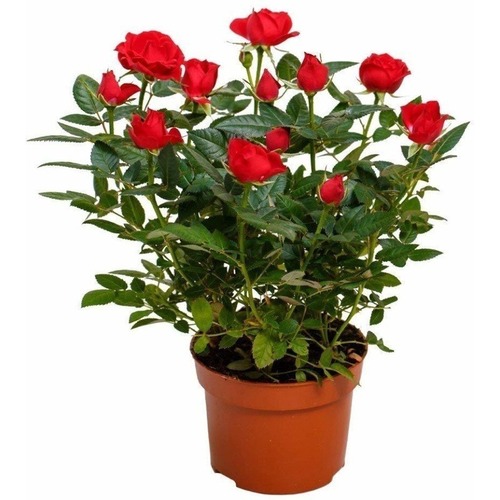 इनडोर और आउटडोर के लिए हरा 34.5 सेंटीमीटर ताजा गुलाब का पौधा