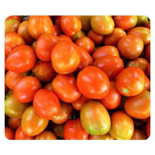 100% Natural Dried Tomato Hybrid Seed for Agriculture Use