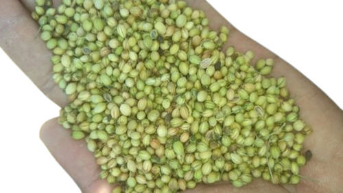 A-Grade Pure Commonly Cultivated Healthy Edible Aromatic Organic Coriander Seeds