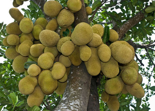 Natural Green Jackfruit Plant