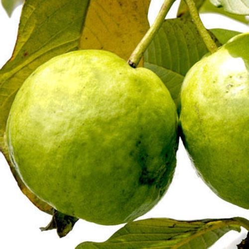 Green Natural Guava Fruit Plants