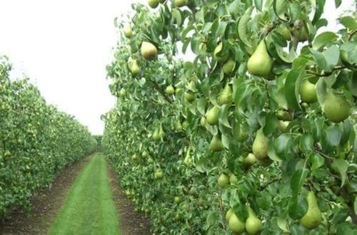 Natural Pear Fruits Plant