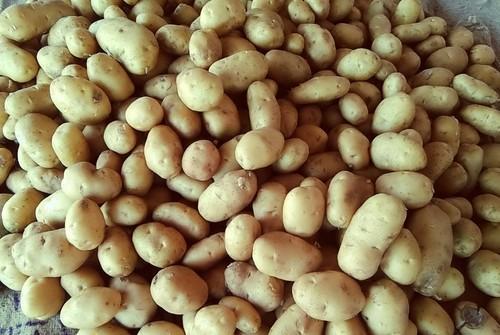 3797 Waxy Texture Rich In Carbohydrates And Anitoxidant Sugar Free Potato
