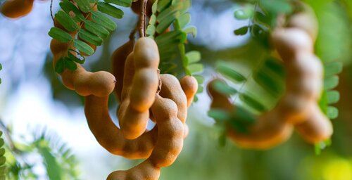 Organic Whole Sour Seed/Seedless Tamarind For Cooking And Flavoring
