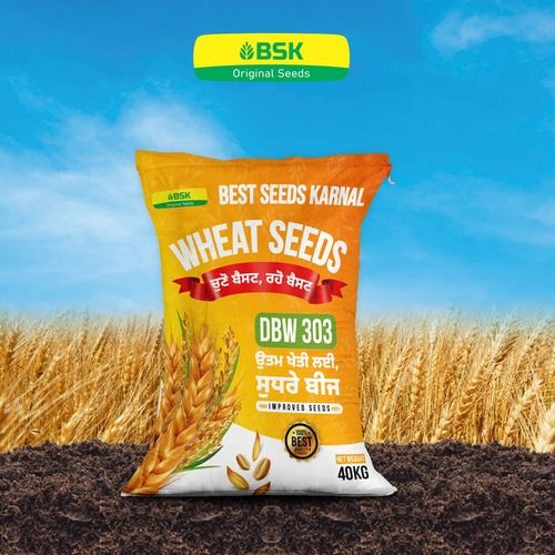 High Yield Variety Special Wheat Seeds (DBW 303), 40 Kg Bag Packing