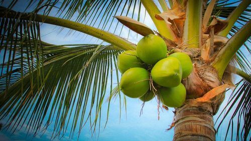 Non Hybrid A Grade Solid Fresh Green Tender Coconut