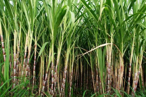 Sugarcane