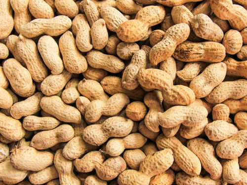 Commonly Cultivated Natural Raw Dried A Grade Peanuts