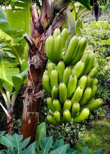Indian Origin and 100% Natural A Grade Green Banana