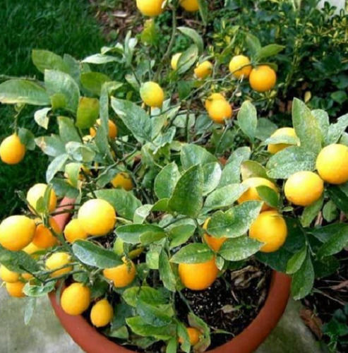 Citron Flower Lemon Tree Plant