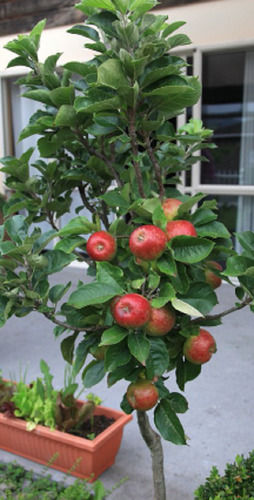 Delightful And Sweet Taste Crisp Pink Breed Apple Plant 