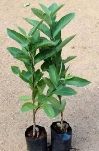 Transparent Green And Healthy Allahabad Safeda Guava Plant