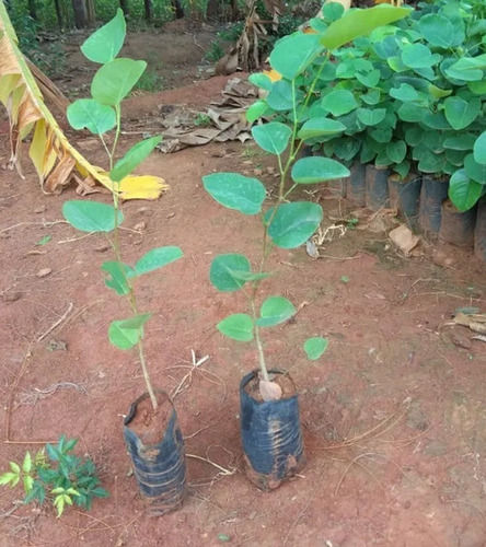 Green and Healthy Sandalwood Plant