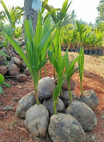 Healthy and Green Tiptur Tall Coconut Palm Plant