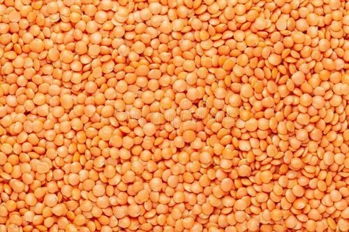 A Grade Commonly Cultivated Healthy 99% Pure Dried Whole Masoor Dal  Broken (%): 2.5%