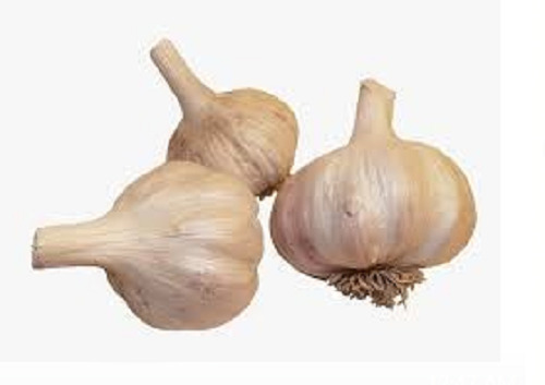विटामिन और मिनरल्स से भरपूर 70% नमी, संरक्षित ताजा सूखा लहसुन
