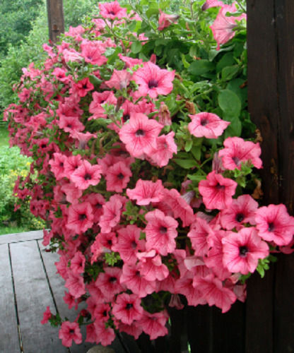 Garden Hybrid Petunia Ornamental Plants