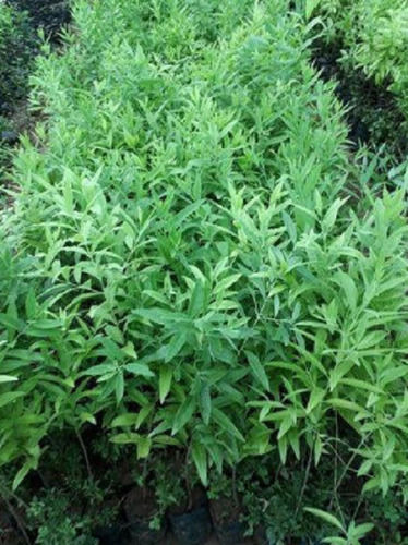 Green Indian Sandalwood Plants For Medical Purposes