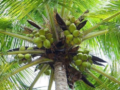 Keraganga Coconut Plants With Single Trunk 