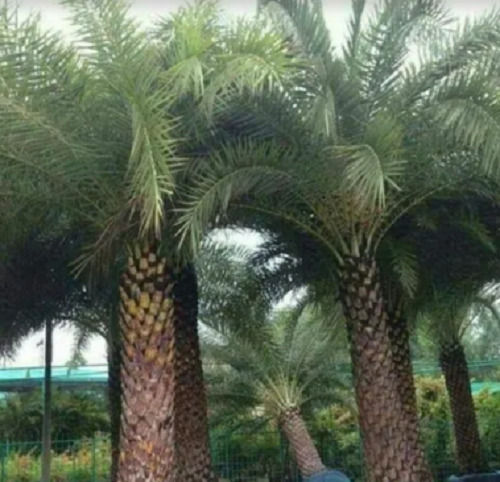 Phoenix Dactylifera Tissue Date Palm Tree