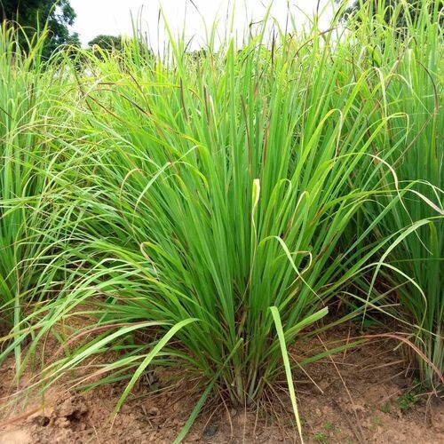 100% Natural Virgin Lemongrass Essential Oil For Medicinal And Aromatherapy Use