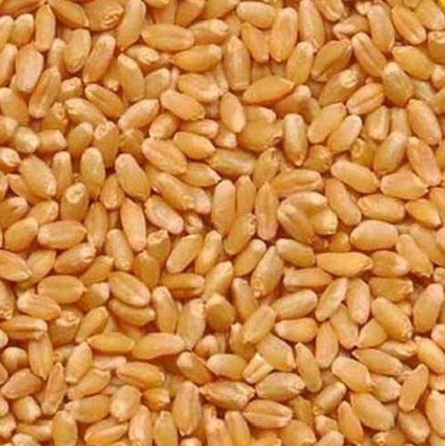 100% Naturally Grown Organic Soft White Sharbati Wheat Grain With 2 Year Shelf Life