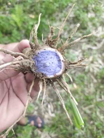 100% Fresh Black Turmeric with 6 Months of Shelf Life