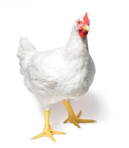 White 4 Kg Female Leghorn Hen For Poultry Farming 