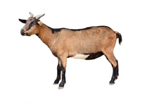 Sannen Breed Live Goat For Poultry Farming 