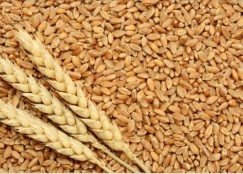 2-3% Moisture Content Whole Size Durum Organic And Healthy Wheat Broken (%): 0%