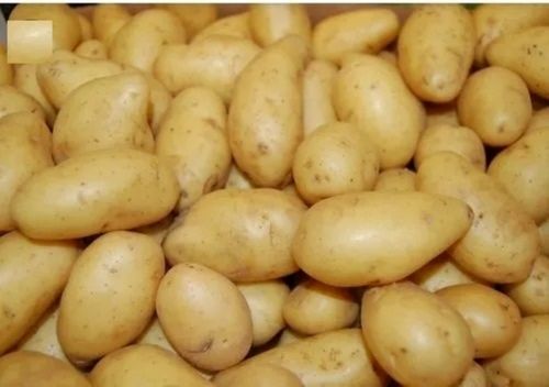 63-83% Moisture Content Iron Magnesium Phosphorous Minerals Fresh Organic & Healthy Potatoes
