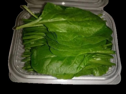 9-10 % Shapeless Raw Preserved Healthy Organic And Natural Spinach