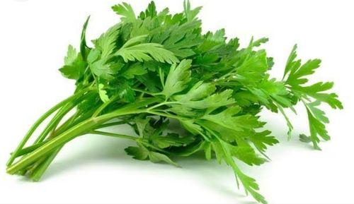 Fresh Curly Parsley Leaves For Cooking Food