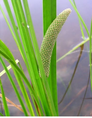 Green Sweet Flag (Acorus Calamus) For Herbs