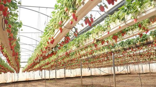 Green Strawberry Plant for Farming Usage