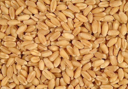 Natural Organic High Proteins Long Lifespan Fresh Wheat Seeds 