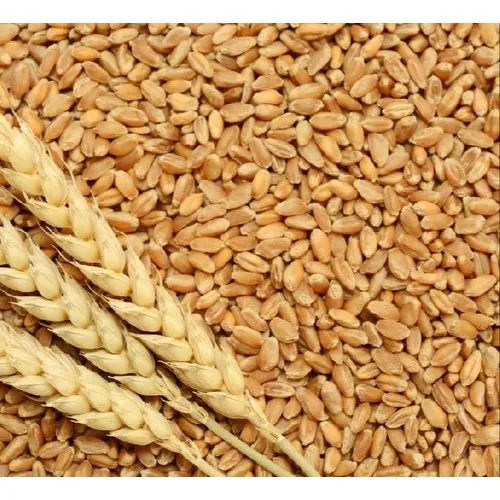 Common Cultivated A Grade Indian Origin 99.9% Pure Whole Wheat Grain