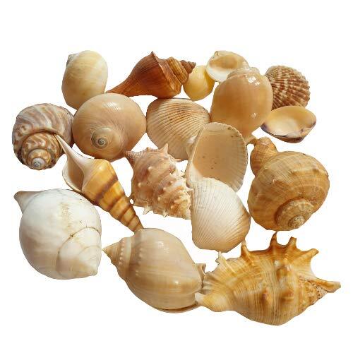 Eco Friendly 40 Gram Cone Shape Brown With White Decorative Shells