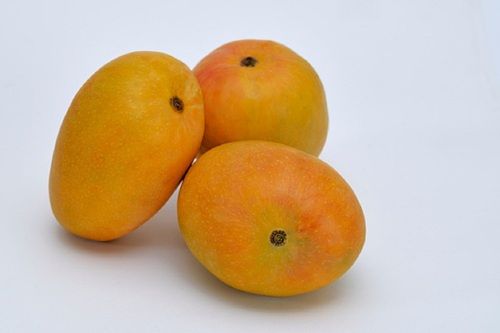 Yellow  Sweet Tasty Alphonso Mango 