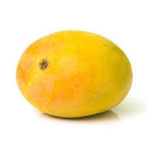 Indian Origin Common Yellow Medium Size Sweet Alphonso Mango