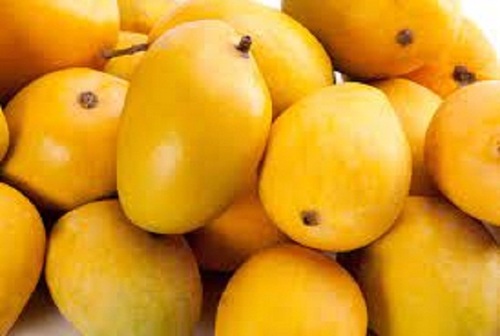 Common Yellow Alphonso Mango