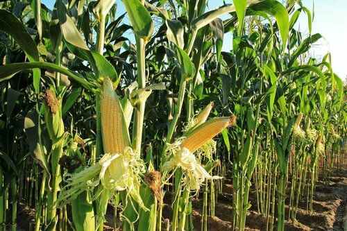 Automatic Maize