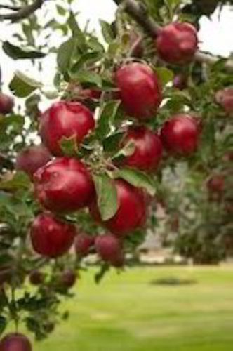 Cool Environment Areas Healthy Rich And Natural Round Apple Plants 