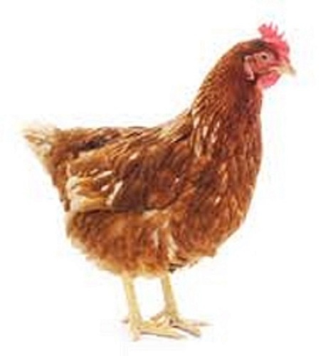 A Grade Brown Fresh Chicken Application: Industrial