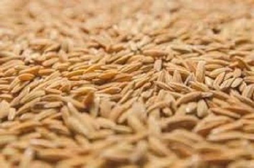 Brown Long Grain 100% Pure Indian Origin Dried Paddy Rice
