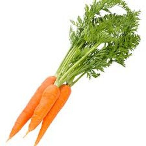 Long Shape Raw Naturally Grown Fresh Carrot