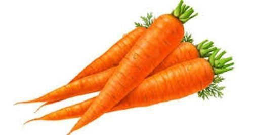  Raw Long Shape Form Fresh Carrot